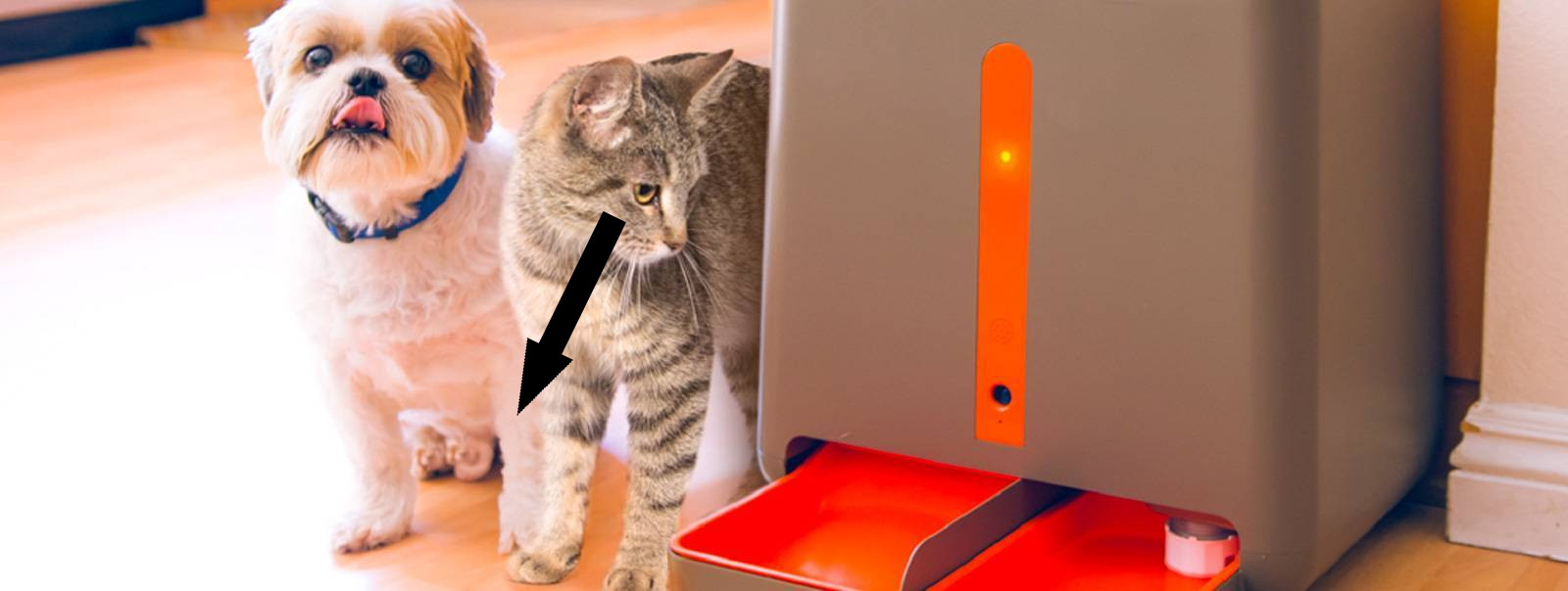 Как ваш дом поможет в воспитании питомца